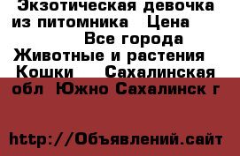 Экзотическая девочка из питомника › Цена ­ 25 000 - Все города Животные и растения » Кошки   . Сахалинская обл.,Южно-Сахалинск г.
